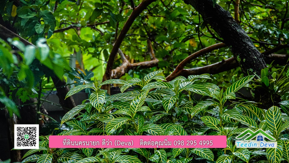 บ้านไทยประยุกต์ พร้อมสวนผลไม้ พืชผักสวนครัว ใกล้กับตัวเมืองนครนายก