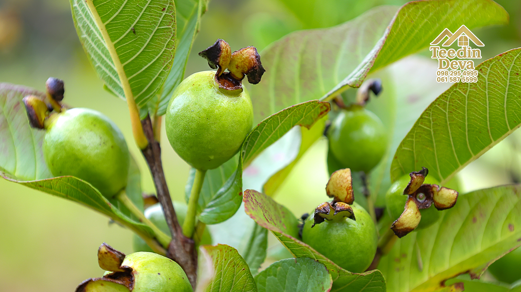 🌤 วิวภูเขาโอบล้อม ความสงบโอบใจ... ที่ดินสวนผลไม้ 120 ตร.ว. ต.หินตั้ง อ.เมือง จ.นครนายก 💛
