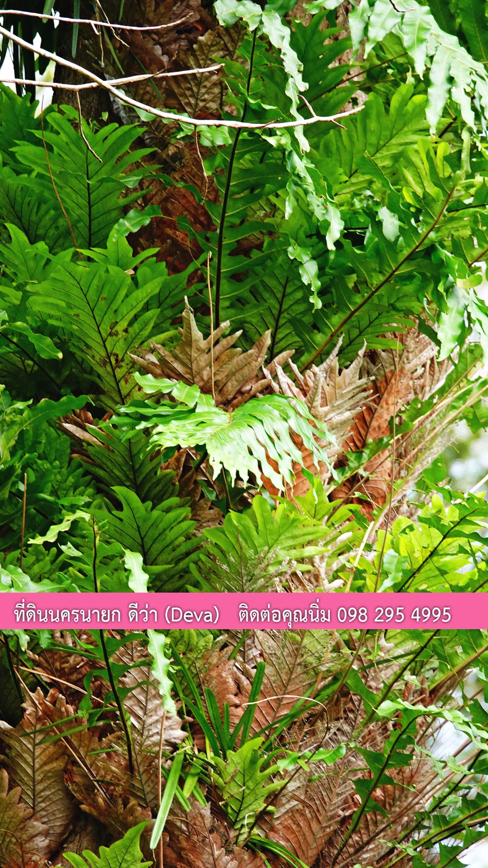 ที่ดินนครนายก ติดลำธารสวยๆ ที่ดินแปลงสวย 6 ไร่ ทำเลดี ในอ้อมกอดของขุนเขา ด้านหลังติดลำธารธรรมชาติ