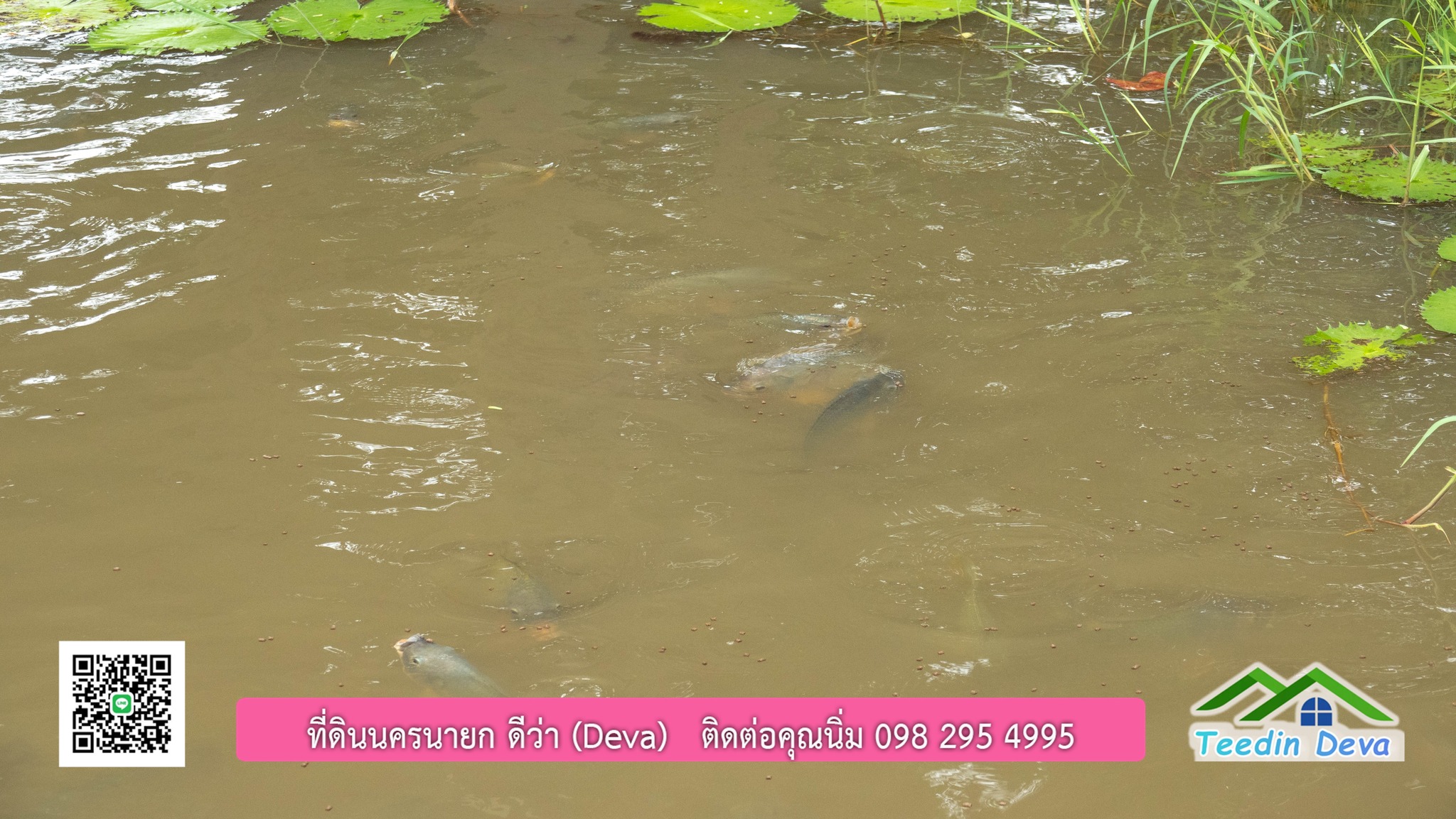 ขายบ้านสวน กลางนา วิวเขาใหญ่ ต.สาริกา อ.เมือง จ.นครนายก