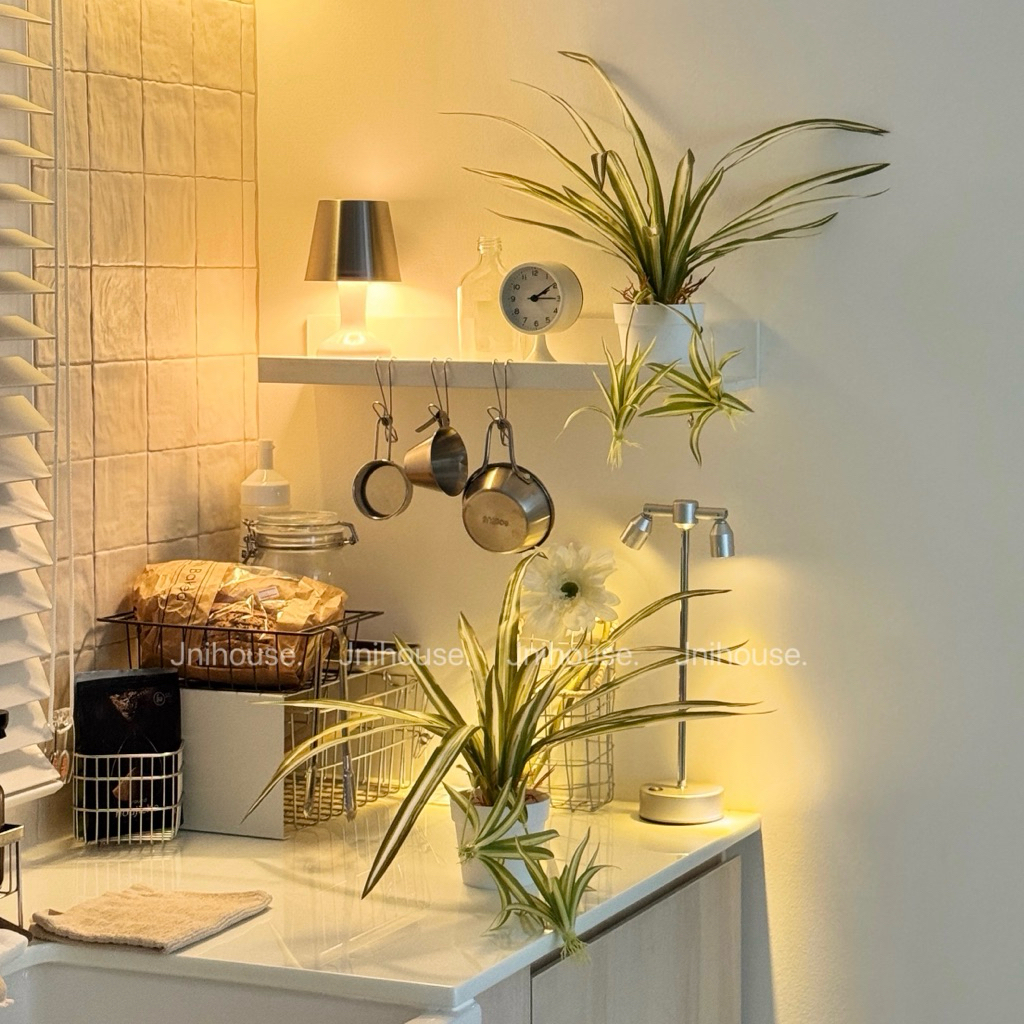 [พร้อมส่ง] Jnihouse : ต้นวาสนาราชินีกระถางขาว Spider plants (Tree)