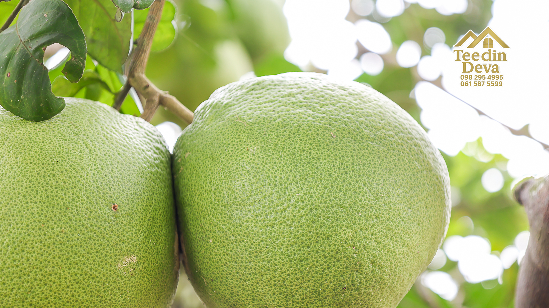 ที่ดินติดภูเขา เนินสวย พร้อมพัฒนารีสอร์ทหรือพูลวิลล่า 1 ไร่ ต.เขาพระ อ.เมือง จ.นครนายก 🏡