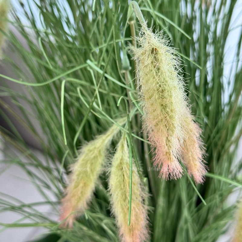 [พร้อมส่ง] Jnihouse : ต้นหญ้าประดิษฐ์ (Artificial Grass Potted)(Tree)