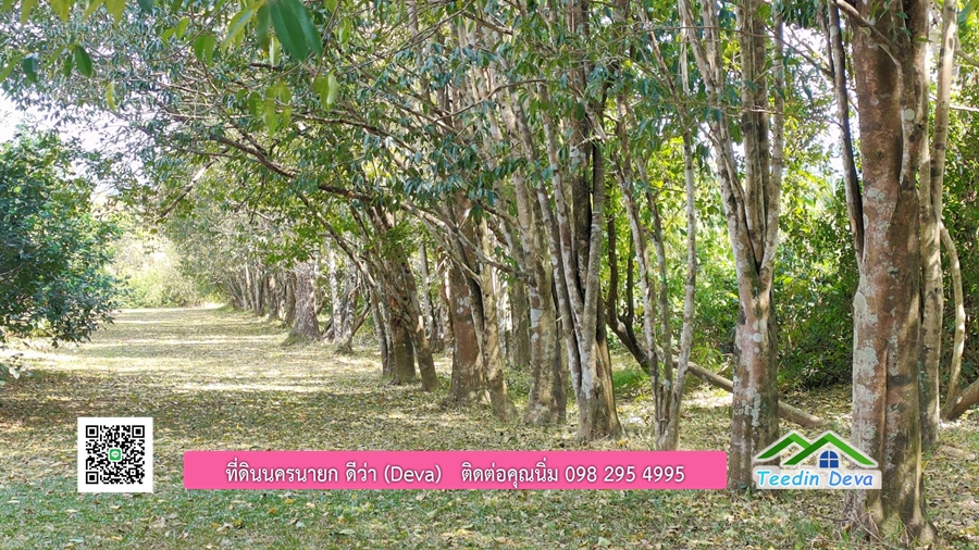 บ้านสวนผลไม้ ใกล้กับแหล่งท่องเที่ยว เจ้าของปลูกมะยงชิด ส้มโอ ต้นกฤษณา 20 ไร่ อยู่ติดถนนสายท่องเที่ยว สาริกา-นางรอง ต.สาริกา อ.เมือง จ.นครนายก