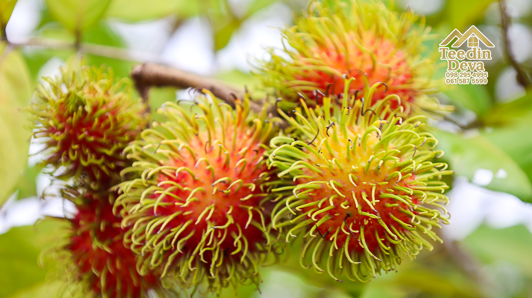 🌤 วิวภูเขาโอบล้อม ความสงบโอบใจ... ที่ดินสวนผลไม้ 120 ตร.ว. ต.หินตั้ง อ.เมือง จ.นครนายก 💛