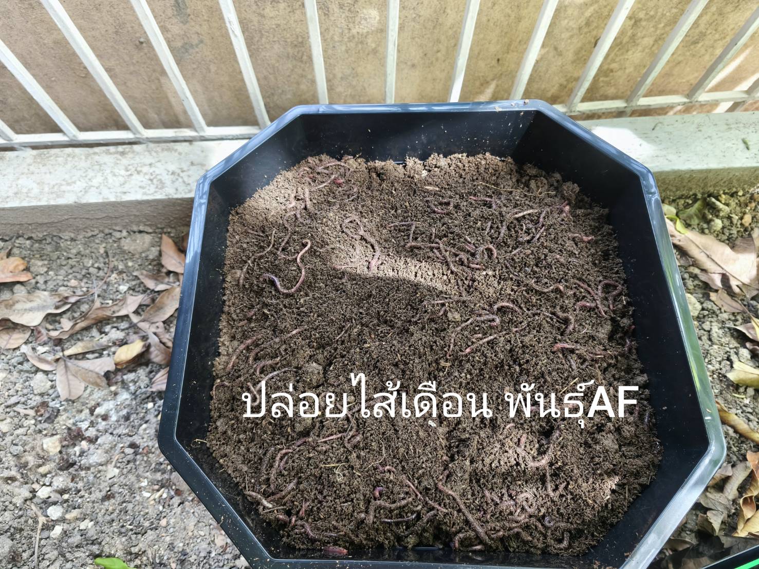 คอนโดเลี้ยงไส้เดือน บ้านเพาะพันธ์ุไส้เดือน กะบะเลี้ยงไส้เดือน หมักปุ๋ยมูลไส้เดือน