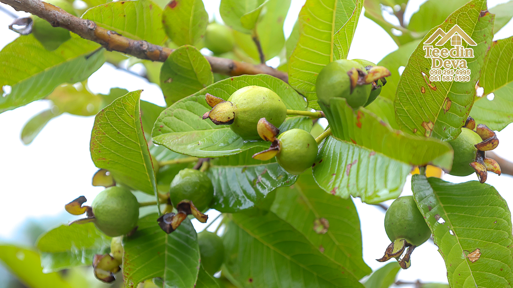 🌤 วิวภูเขาโอบล้อม ความสงบโอบใจ... ที่ดินสวนผลไม้ 120 ตร.ว. ต.หินตั้ง อ.เมือง จ.นครนายก 💛