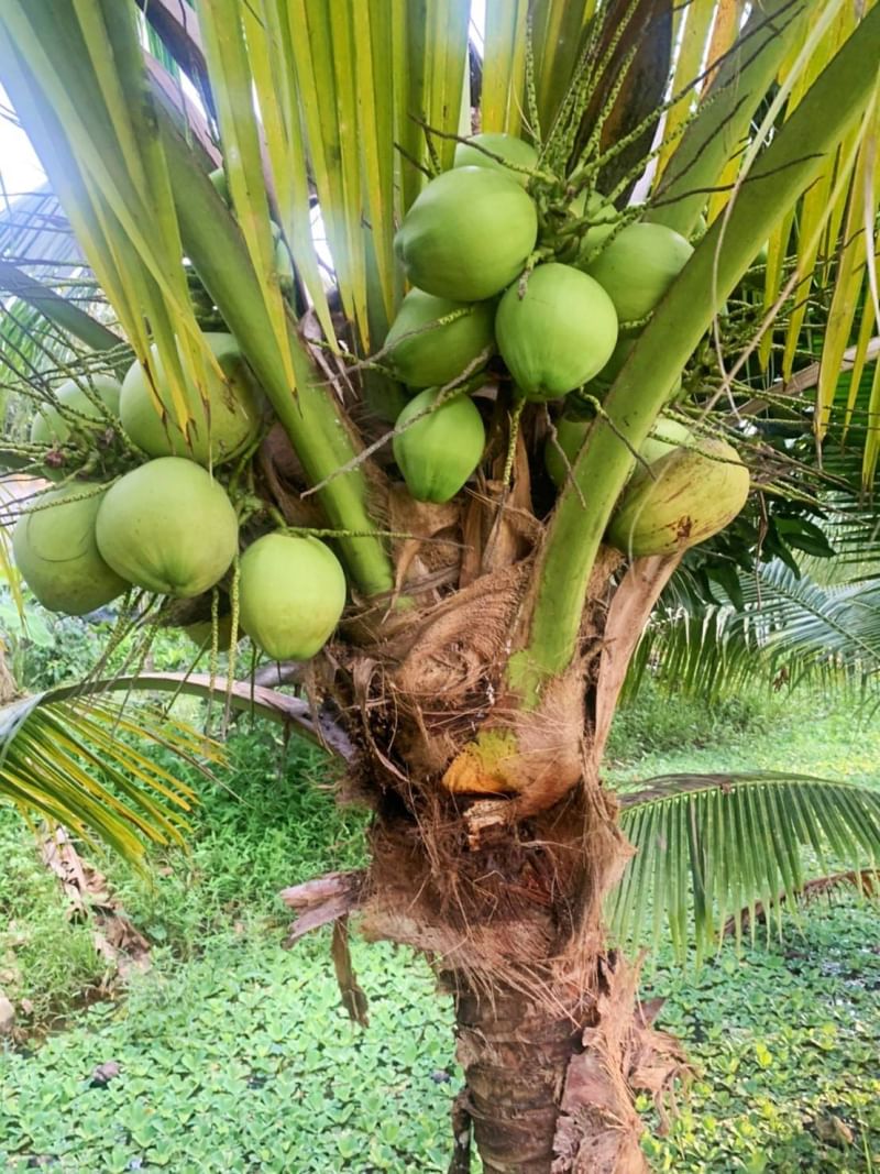 ที่ดินนครนายก บ้านสวนผลไม้ พื้นที่ 1 ไร่ 1 งาน ติดคลองส่งน้ำ ปลูกผลไม้หลากหลาย อ.ปากพลี จ.นครนายก