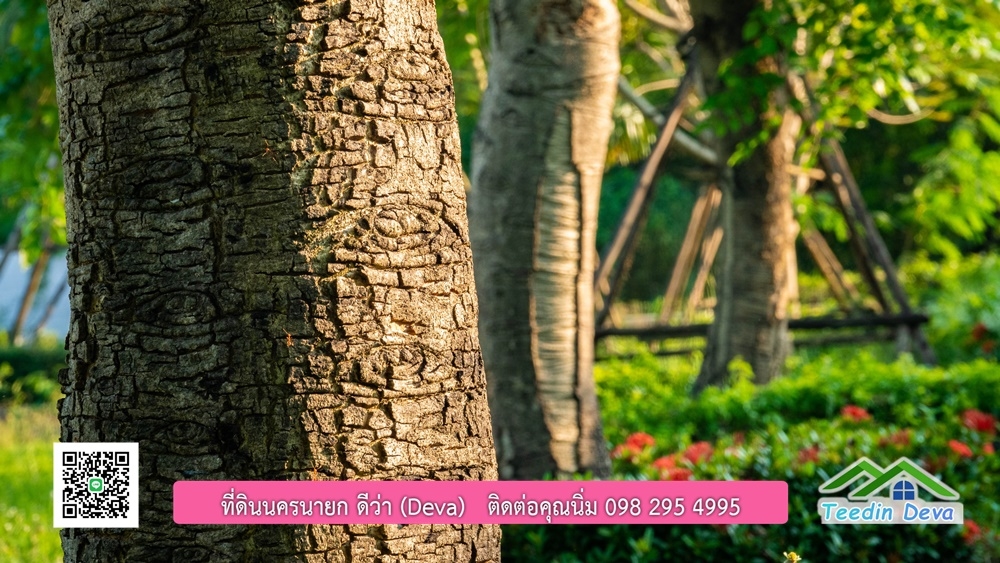 ขายบ้าน ทำเลธุรกิจ สามารถประยุกต์เป็นร้านอาหาร และคาเฟ่