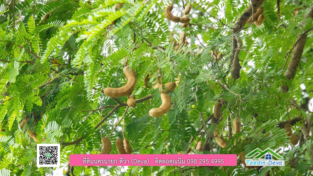 ที่ดินนครนายก ติดแม่น้ำ 14 ไร่ พื้นที่ติดแม่น้ำ 400 เมตร ชมลำธารสวยๆ บรรยากาศสบายๆ ต.สาริกา อ.เมือง จ.นครนายก