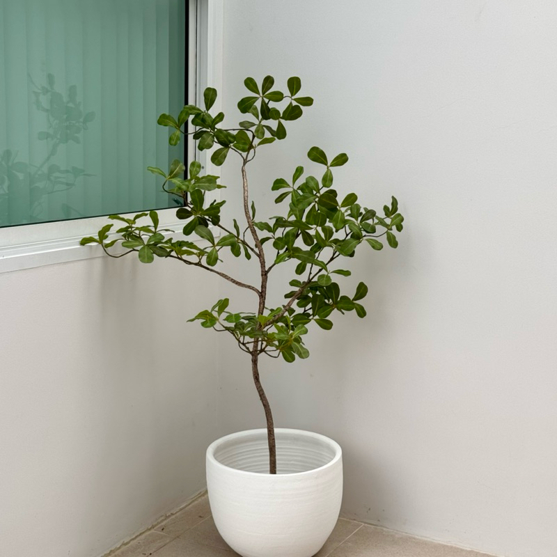 [พร้อมส่ง] Jnihouse : ต้นไม้ประดิษฐ์สูง 130 cm (Tree)