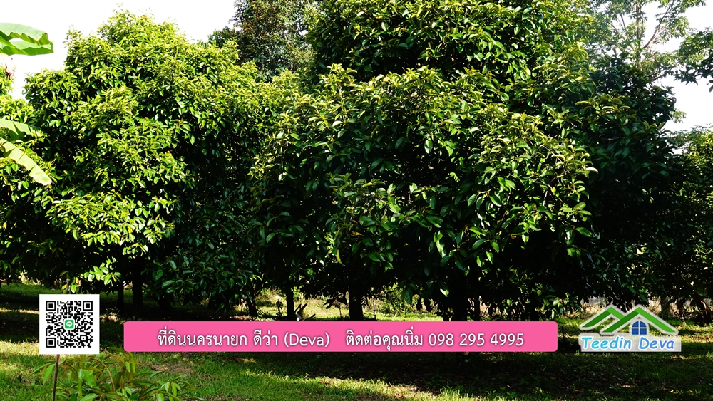 ที่ดินนครนายก สวนผลไม้ พื้นที่ 7 ไร่ ปลูกทุเรียน มังคุด ลองกอง มะยมชิด มีอาคาร 4 หลัง ด้านหน้าถนนสาธารณะ ด้านหลังติดอ่างเก็บน้ำ