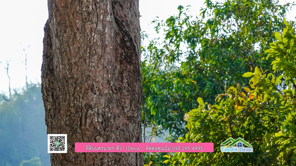 ที่ดินนครนายก แบ่งขายแปลงเล็ก ขนาด 210-803 ตร.ว. ใกล้แหล่งท่องเที่ยวจุดชมวิว