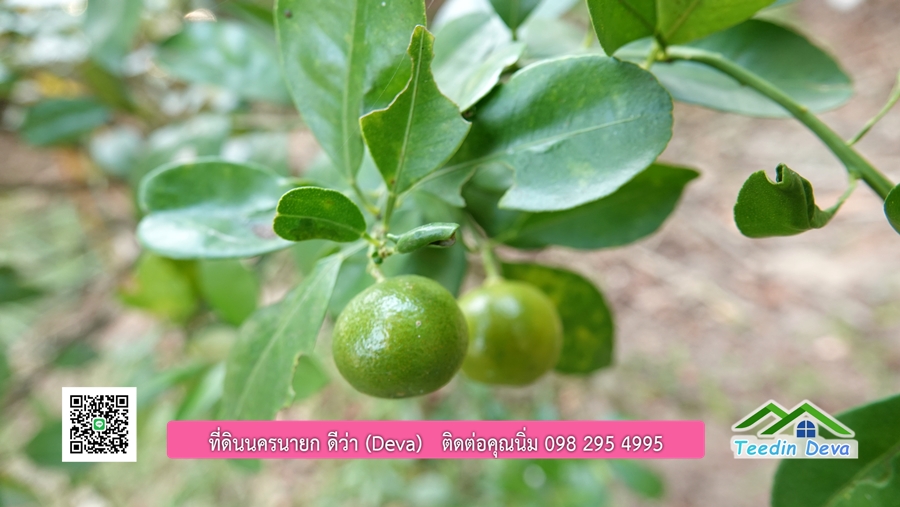 บ้านสวนผลไม้ สามารถเก็บผลผลิตได้เลย พื้นที่ 2 ไร่ 1 งาน อ.ปากพลี จ.นครนายก