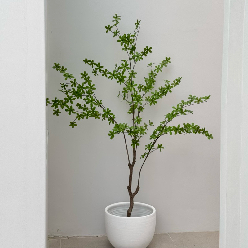 [พร้อมส่ง] Jnihouse : ต้น Japanese Bell ใส่กระถางดำสูง 150 cm