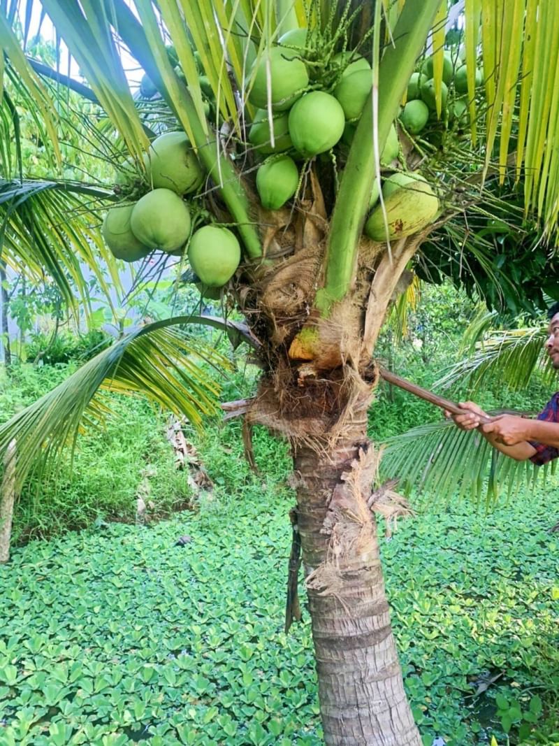 ที่ดินนครนายก บ้านสวนผลไม้ พื้นที่ 1 ไร่ 1 งาน ติดคลองส่งน้ำ ปลูกผลไม้หลากหลาย อ.ปากพลี จ.นครนายก