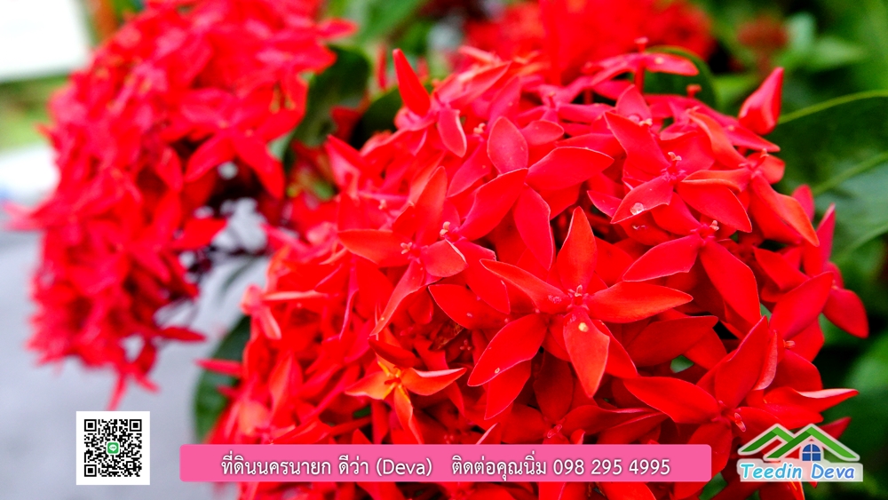 ขายรีสอร์ท ใกล้ โรงเรียนนายร้อย จปร. นครนายก พื้นที่ 3 ไร่ ทำเลดี ด้านหน้าติดถนนลาดยาง ด้านหลังลำคลองธรรมชาติ