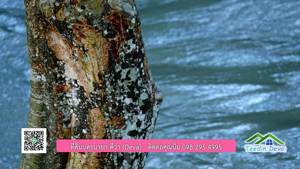 (ðī āļāļīāļāļāļēāļĢāļāļēāļĒ) āļāļĩāđāļāļīāļāļāļāļĢāļāļēāļĒāļ āļāļīāļāļĨāļģāļāļēāļĢ āļāļĨāļđāļāļāļĨāđāļĄāđ 8 āđāļĢāđ 2 āļāļēāļ āļ.āļŠāļēāļĢāļīāļāļē āļ.āđāļĄāļ·āļāļ āļ.āļāļāļĢāļāļēāļĒāļ