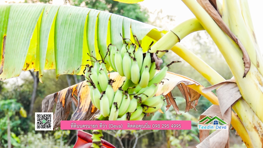 (🔴 ปิดการขาย) ที่ดินนครนายก วิวภูเขา เนี้อที่ 192.8 ตร.ว. ราคาเริ่มต้น 867,600 บาท ⭐ ทำเลแบบนี้ หาไม่ได้อีกแล้ว