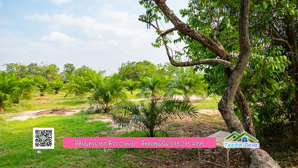 ขายที่ดิน สวนปาล์ม แปลงสวย ทำเลดี เนื้อที่ 11-3-8 ไร่ ให้ผลผลิตแล้ว อ.ปากพลี จ.นครนายก