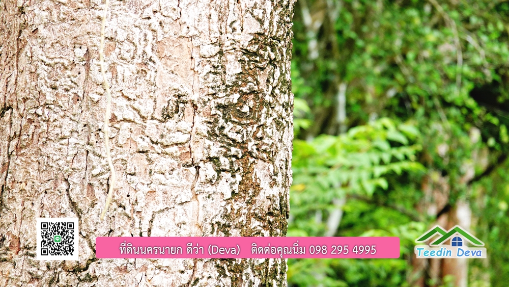 ที่ดินนครนายก ติดลำธารสวยๆ ที่ดินแปลงสวย 6 ไร่ ทำเลดี ในอ้อมกอดของขุนเขา ด้านหลังติดลำธารธรรมชาติ