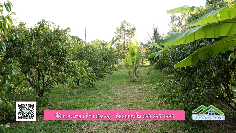 บ้านสวนผลไม้ สามารถเก็บผลผลิตได้เลย พื้นที่ 2 ไร่ 1 งาน อ.ปากพลี จ.นครนายก