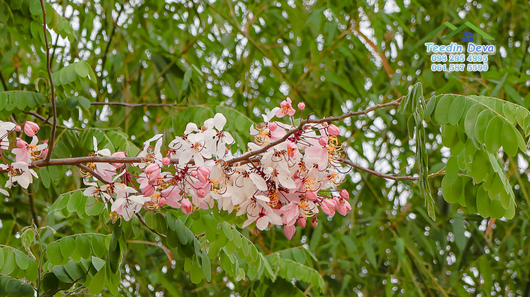 (ปิดการขาย) ที่ดินนครนายก ติดภูเขา ลำธารธรรมชาติไหลผ่านแปลง เนื้อที่ 10 ไร่ 1 งาน ต. สาริกา อ. เมือง จ.นครนายก