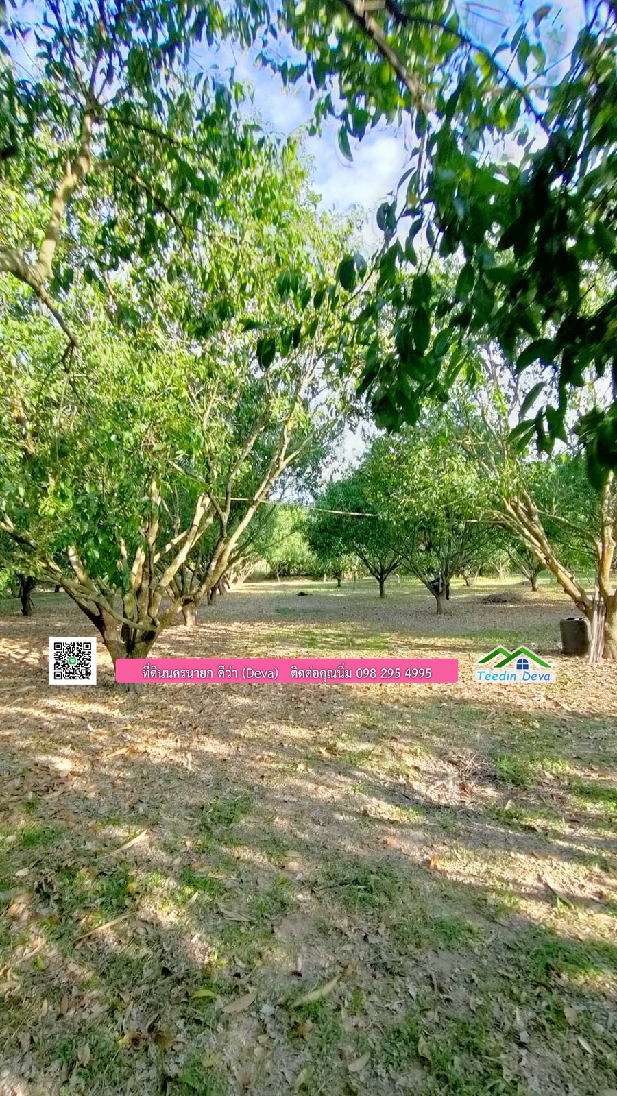 ขายสวนมะยงชิดพันธุ์ทูลเกล้า ขนาด 7 ไร่ ทำเลดีเยี่ยม ติดถนนลาดยาง ต.เขาเพิ่ม อ.บ้านนา จ.นครนายก