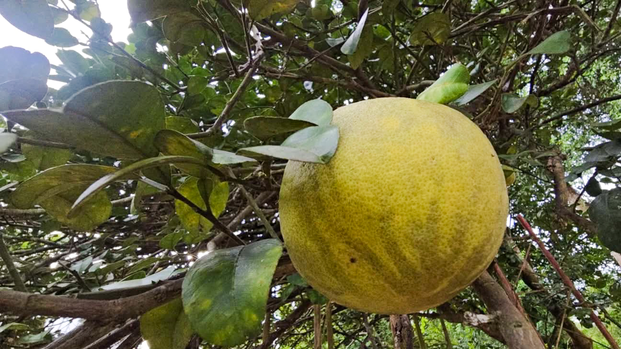 🌿 บ้านสวนเชินเขา 1 ไร่ 1 งาน วิวสวย ต.นาหินลาด อ.ปากพลี จ.นครนายก 🌿