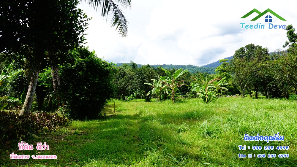 ที่ดินนครนายก สวนผลไม้ 2 ไร่ มีต้นพะยูง ต้นสักทอง ทุเรียน กาแฟ อยู่ใกล้เขื่อนขุนด่าน ต.สาริกา อ.เมือง จ.นครนายก