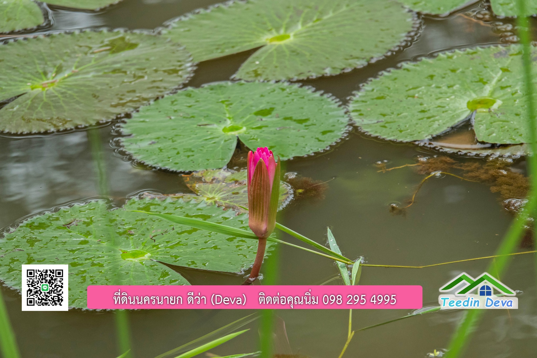 ขายบ้านสวน กลางนา วิวเขาใหญ่ ต.สาริกา อ.เมือง จ.นครนายก