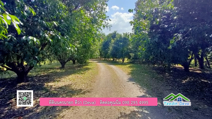 บ้านสวนผลไม้ ใกล้กับแหล่งท่องเที่ยว เจ้าของปลูกมะยงชิด ส้มโอ ต้นกฤษณา 20 ไร่ อยู่ติดถนนสายท่องเที่ยว สาริกา-นางรอง ต.สาริกา อ.เมือง จ.นครนายก