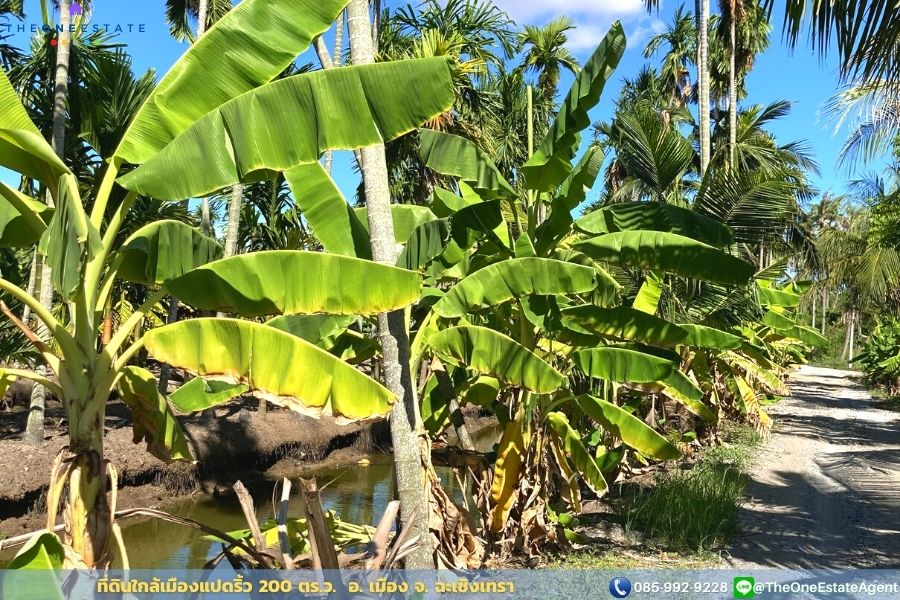 📣 ขายด่วน! ที่ดินเมืองแปดริ้วบรรยากาศสวน 200 ตรว. บรรยากาศดีมาก เหมาะทั้งทำการเกษตร สร้างบ้านอาศัย ต.บางตีนเป็ด อ.เมือง จ.ฉะเชิงเทรา The Best ! | โทร. 085-992-9228