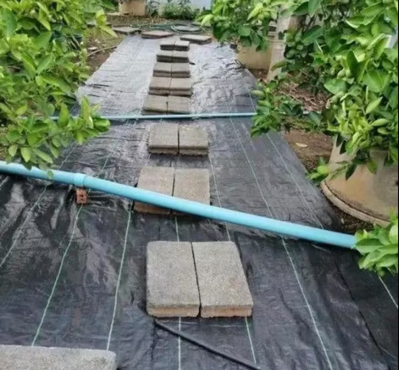 ผ้าคลุมดิน(เกรด A) 3 เมตร คลุมดิน