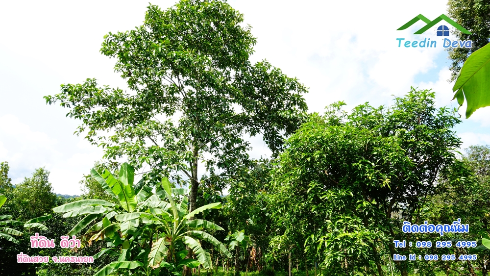 ที่ดินนครนายก สวนผลไม้ 2 ไร่ มีต้นพะยูง ต้นสักทอง ทุเรียน กาแฟ อยู่ใกล้เขื่อนขุนด่าน ต.สาริกา อ.เมือง จ.นครนายก