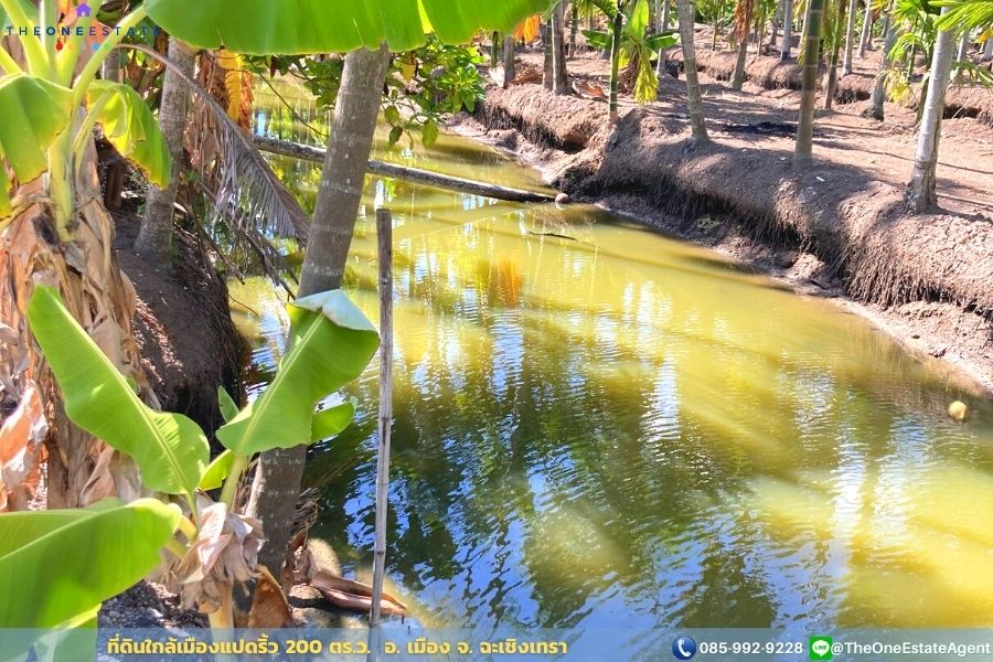 📣 ขายด่วน! ที่ดินเมืองแปดริ้วบรรยากาศสวน 200 ตรว. บรรยากาศดีมาก เหมาะทั้งทำการเกษตร สร้างบ้านอาศัย ต.บางตีนเป็ด อ.เมือง จ.ฉะเชิงเทรา The Best ! | โทร. 085-992-9228
