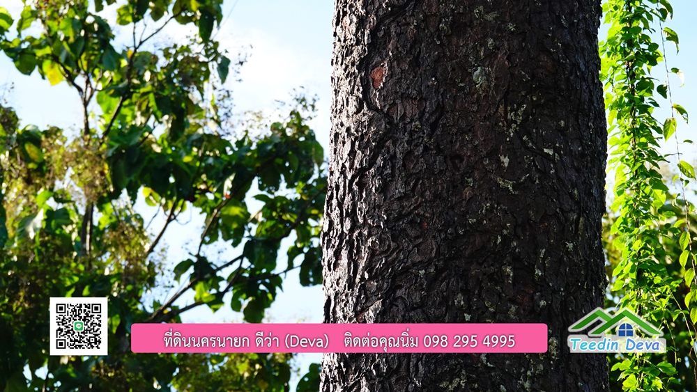 (ðī āļāļīāļāļāļēāļĢāļāļēāļĒ) āļāļĩāđāļāļīāļāļāļāļĢāļāļēāļĒāļ āļāļīāļāļĨāļģāļāļēāļĢ āļāļĨāļđāļāļāļĨāđāļĄāđ 8 āđāļĢāđ 2 āļāļēāļ āļ.āļŠāļēāļĢāļīāļāļē āļ.āđāļĄāļ·āļāļ āļ.āļāļāļĢāļāļēāļĒāļ