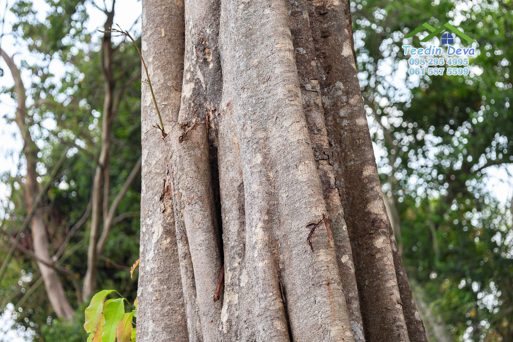 🌿 “มุมสงบแห่งภูกะเหรี่ยง” ที่ดินวิวเขา ริมคลองน้ำใส 297 ตรว. ต.หินตั้ง อ.เมือง จ.นครนายก สำเนา