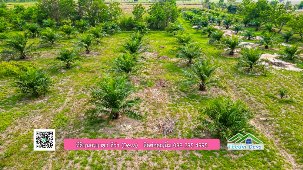 ขายที่ดิน สวนปาล์ม แปลงสวย ทำเลดี เนื้อที่ 11-3-8 ไร่ ให้ผลผลิตแล้ว อ.ปากพลี จ.นครนายก