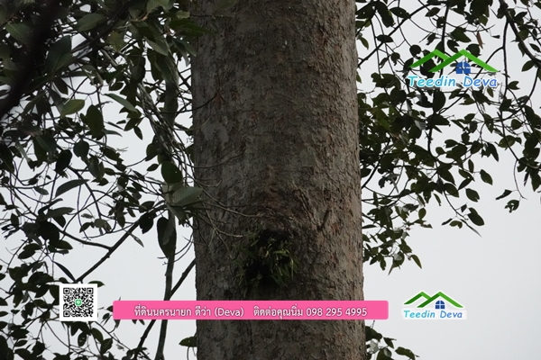 🌳 ที่ดินแปลงสวย 1 ไร่ 21 ตร.ว ใกล้กับแม่น้ำนครนายก บรรยากาศดี ร่มรื่น มีต้นไม้ใหญ่ในแปลง โฉนดครุฑแดง