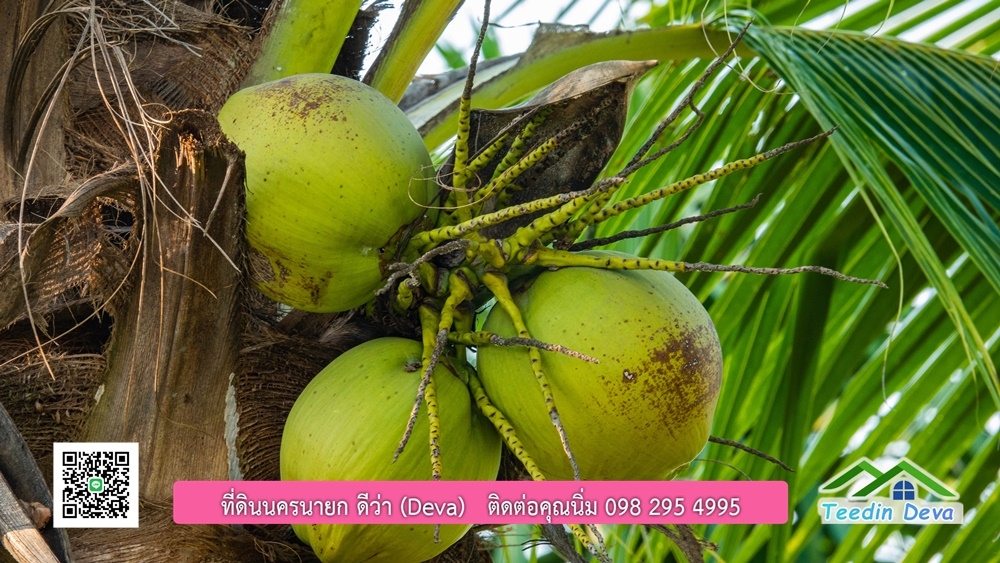 ขายบ้าน ทำเลธุรกิจ สามารถประยุกต์เป็นร้านอาหาร และคาเฟ่