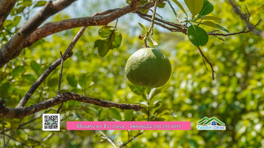 ขายสวนผลไม้ ทำเลดี ใกล้แหล่งท่องเที่ยว ขนาด 1-2-94 ไร่ ต.สาริกา อ.เมือง จ.นครนายก