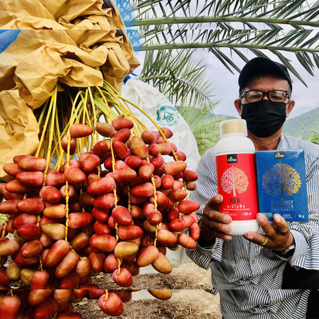 อะมิโนพืช เรด Amino Red : จุลินทรีย์สำหรับพืชผัก ผลไม้ทั่วไป (4tree)