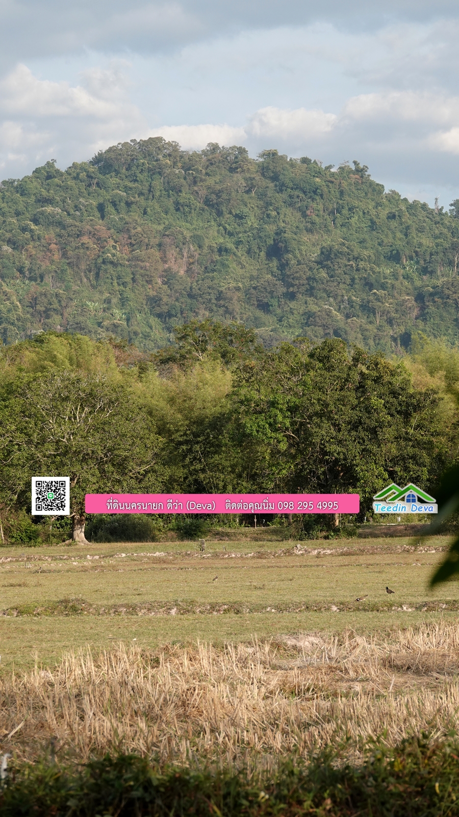 บ้านสวนผลไม้ สามารถเก็บผลผลิตได้เลย พื้นที่ 2 ไร่ 1 งาน อ.ปากพลี จ.นครนายก