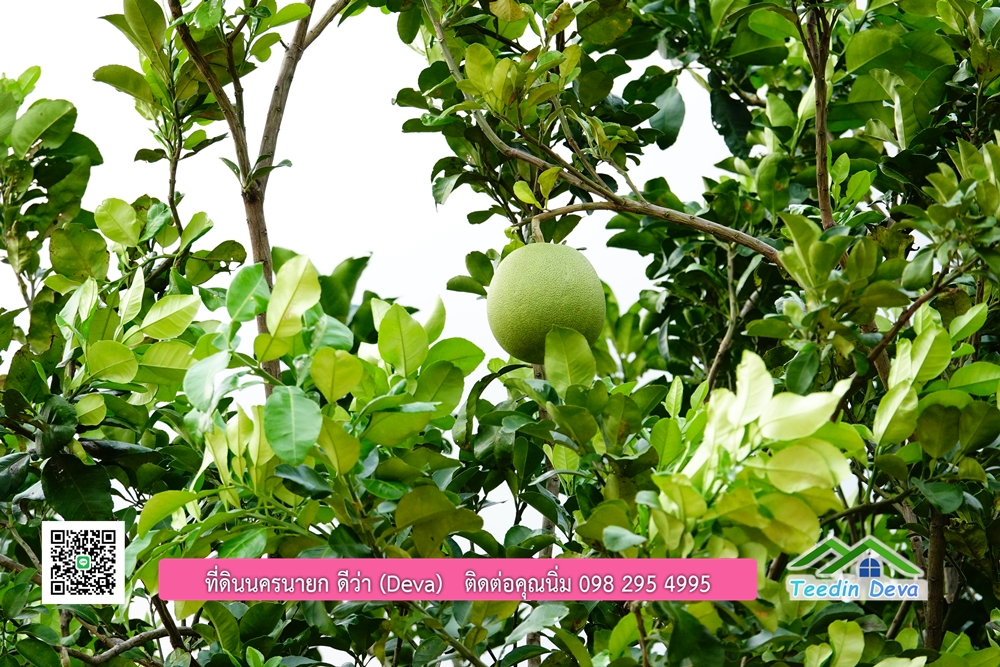 ที่ดินนครนายก วิวภูเขาสวยๆ ราคาแปลงละ 1.36 ล้านบาท สด และผ่อน