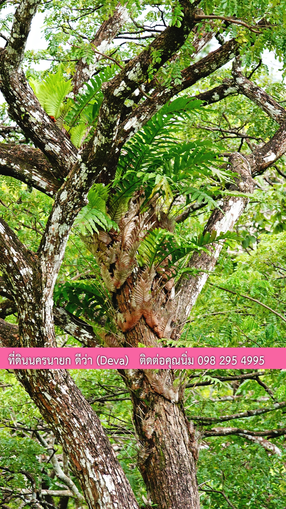 ที่ดินนครนายก ติดลำธารสวยๆ ที่ดินแปลงสวย 6 ไร่ ทำเลดี ในอ้อมกอดของขุนเขา ด้านหลังติดลำธารธรรมชาติ