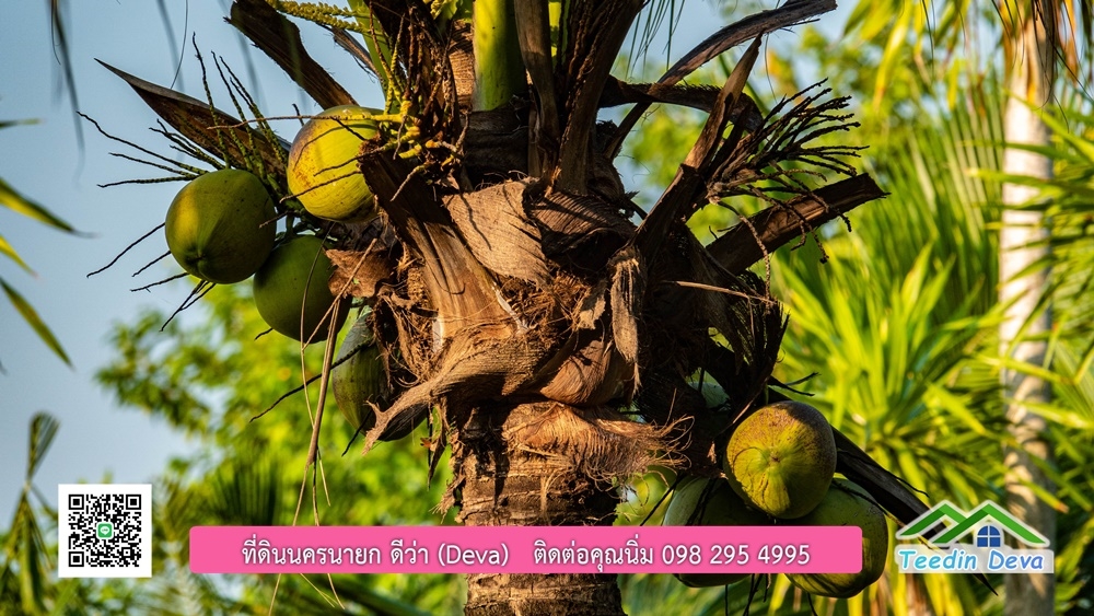 ขายบ้าน ทำเลธุรกิจ สามารถประยุกต์เป็นร้านอาหาร และคาเฟ่