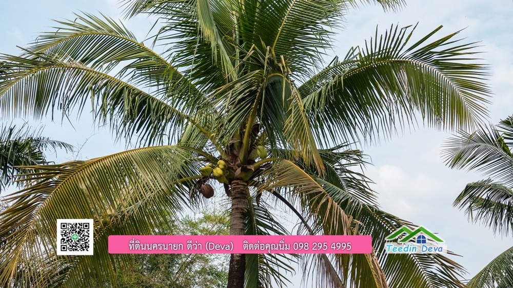 ขายที่ดิน สวนปาล์ม แปลงสวย ทำเลดี เนื้อที่ 11-3-8 ไร่ ให้ผลผลิตแล้ว อ.ปากพลี จ.นครนายก