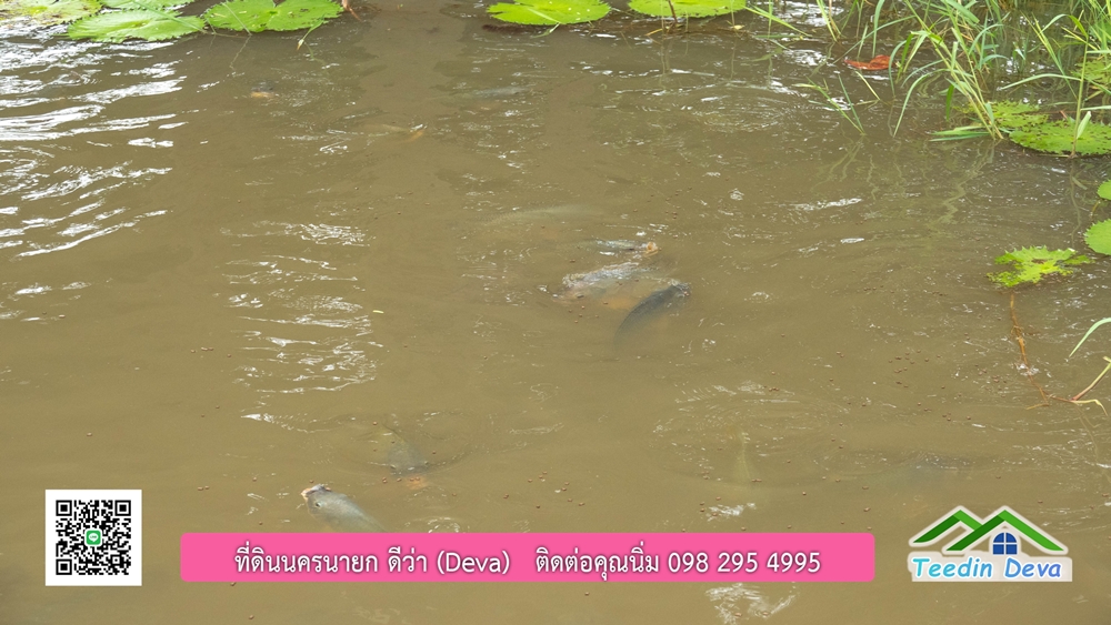 ขายบ้านสวน กลางนา วิวเขาใหญ่ ต.สาริกา อ.เมือง จ.นครนายก