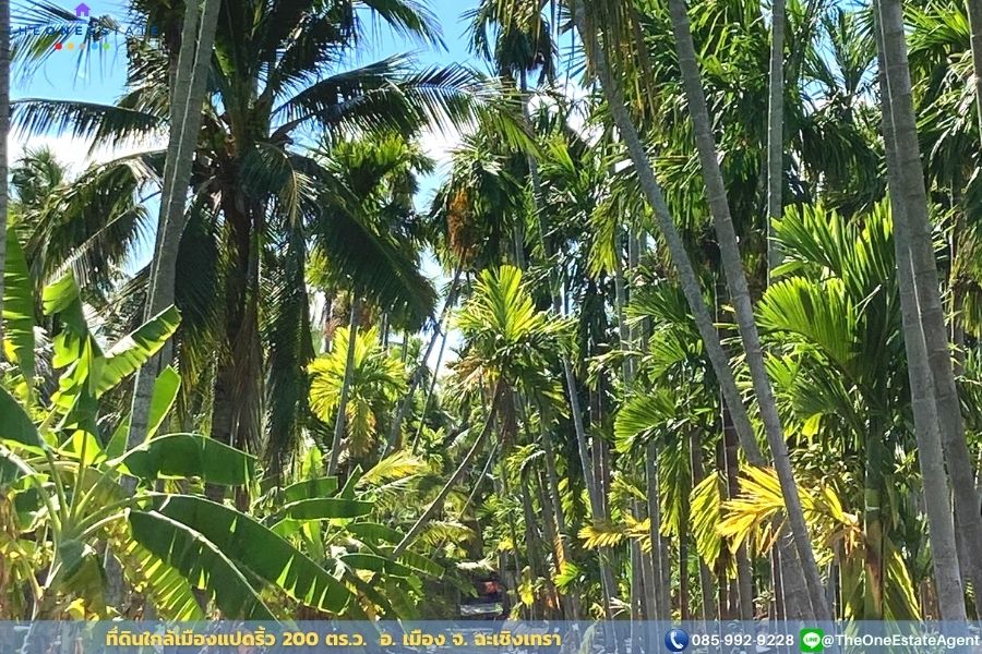 📣 ขายด่วน! ที่ดินเมืองแปดริ้วบรรยากาศสวน 200 ตรว. บรรยากาศดีมาก เหมาะทั้งทำการเกษตร สร้างบ้านอาศัย ต.บางตีนเป็ด อ.เมือง จ.ฉะเชิงเทรา The Best ! | โทร. 085-992-9228